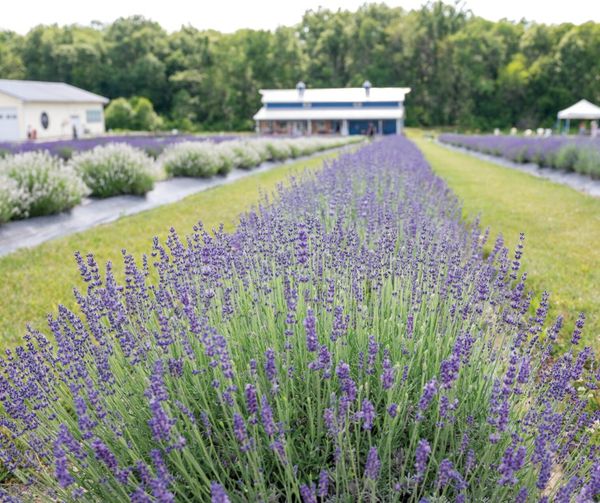 Lavender